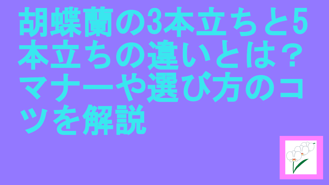 胡蝶蘭の3本立ちと5本立ちの違い