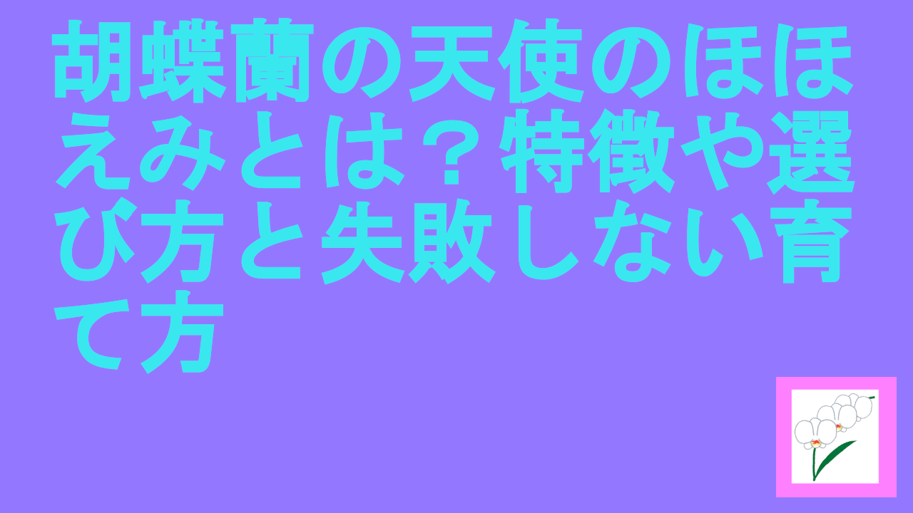胡蝶蘭の天使のほほえみ