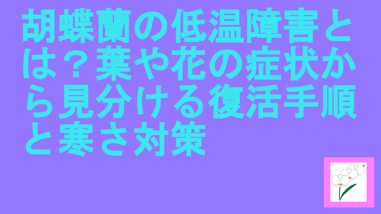 胡蝶蘭の低温障害